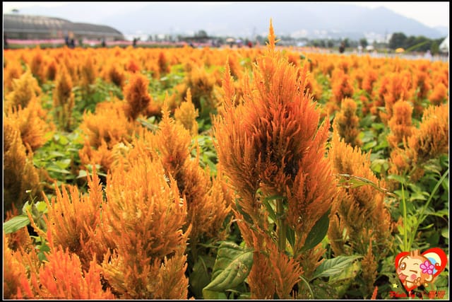 《遊記—台中》2011新社花海v.s台中國際花毯節