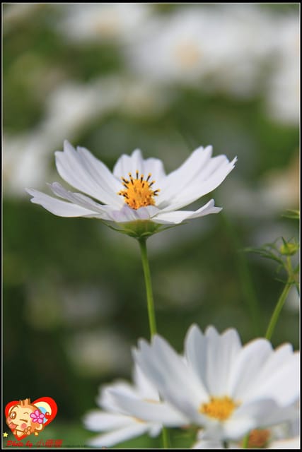 《遊記—台中》2011新社花海v.s台中國際花毯節