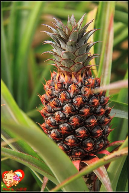 《遊記—台中》2011新社花海v.s台中國際花毯節