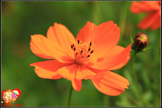 《遊記—台中》2011新社花海v.s台中國際花毯節