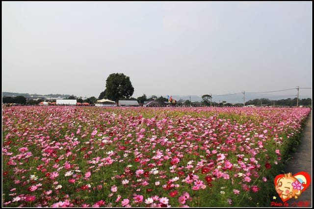 《遊記—台中》2011新社花海v.s台中國際花毯節