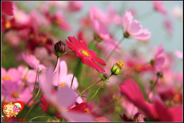 《遊記—台中》2011新社花海v.s台中國際花毯節