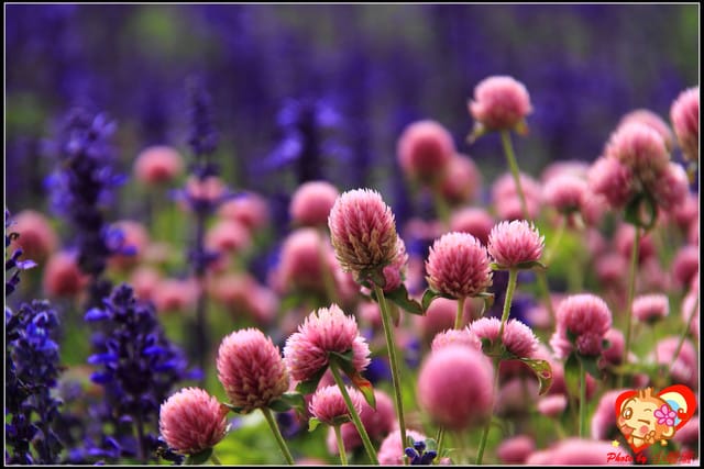 《遊記—台中》2011新社花海v.s台中國際花毯節