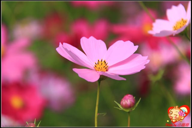 《遊記—台中》2011新社花海v.s台中國際花毯節