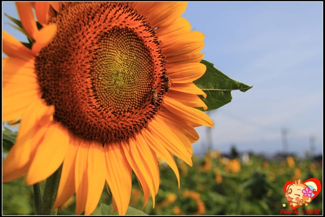 《遊記—台中》2011新社花海v.s台中國際花毯節
