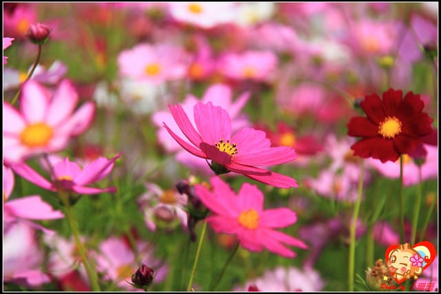 《遊記—台中》2011新社花海v.s台中國際花毯節
