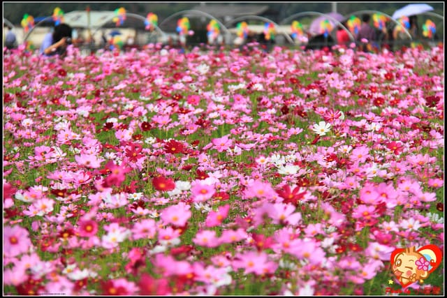《遊記—台中》2011新社花海v.s台中國際花毯節