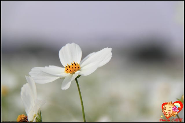 《遊記—台中》2011新社花海v.s台中國際花毯節