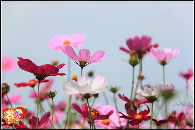 《遊記—台中》2011新社花海v.s台中國際花毯節