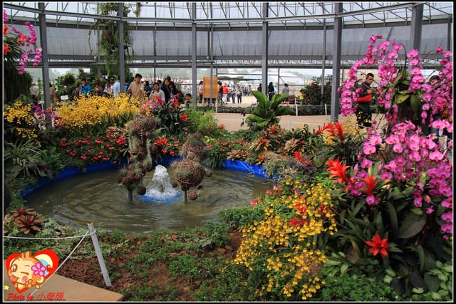 《遊記—台中》2011新社花海v.s台中國際花毯節