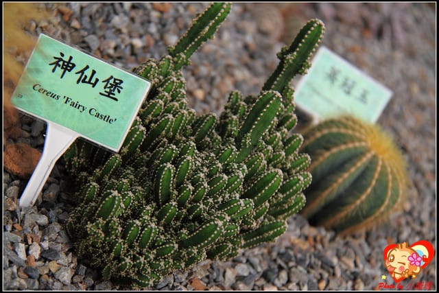 《遊記—台中》2011新社花海v.s台中國際花毯節