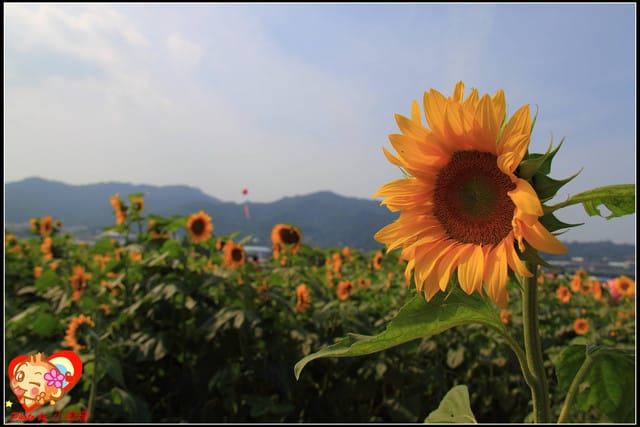 《遊記—台中》2011新社花海v.s台中國際花毯節