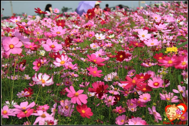 《遊記—台中》2011新社花海v.s台中國際花毯節