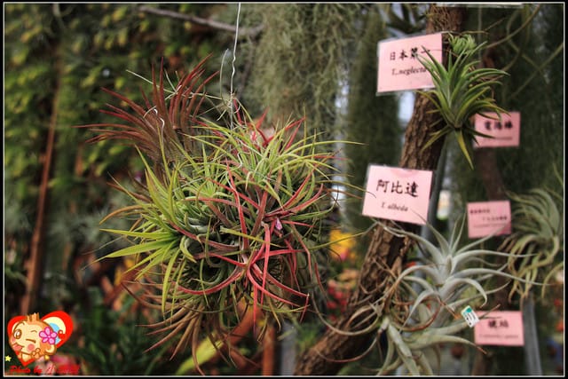 《遊記—台中》2011新社花海v.s台中國際花毯節