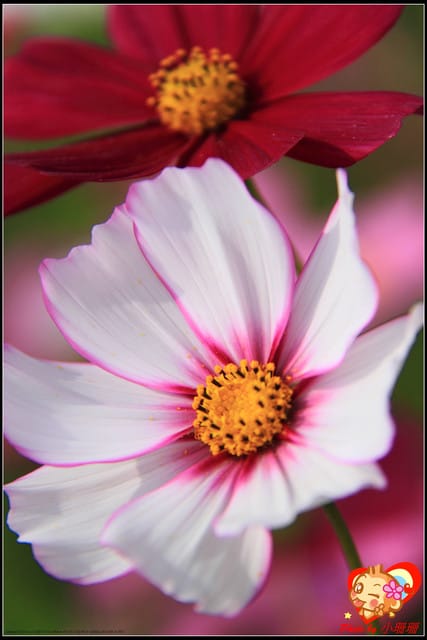 《遊記—台中》2011新社花海v.s台中國際花毯節