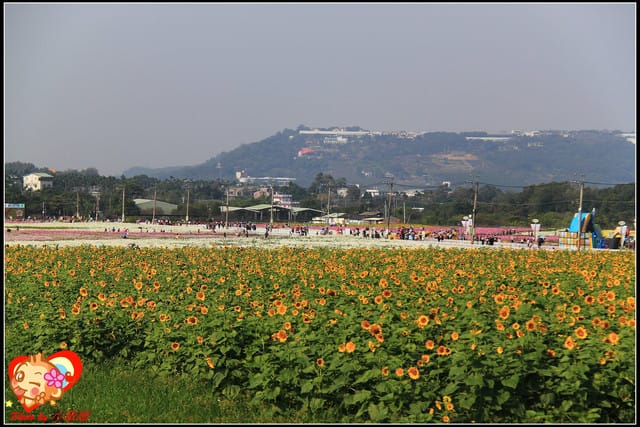 《遊記—台中》2011新社花海v.s台中國際花毯節