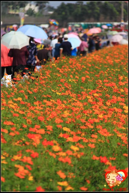 《遊記—台中》2011新社花海v.s台中國際花毯節