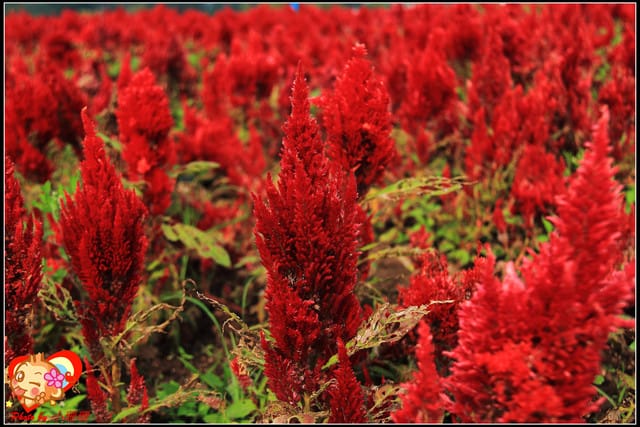 《遊記—台中》2011新社花海v.s台中國際花毯節