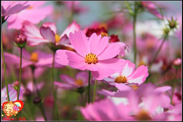 《遊記—台中》2011新社花海v.s台中國際花毯節