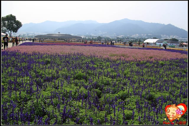 《遊記—台中》2011新社花海v.s台中國際花毯節