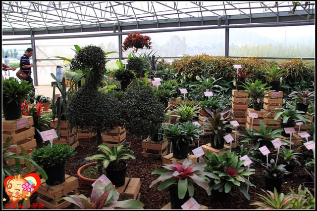 《遊記—台中》2011新社花海v.s台中國際花毯節