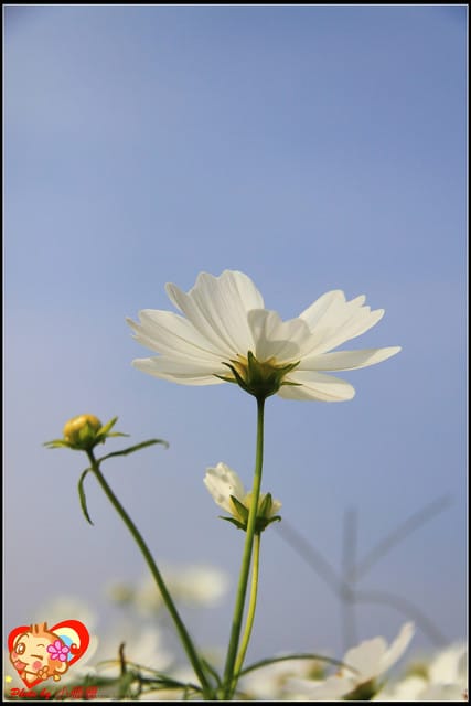 《遊記—台中》2011新社花海v.s台中國際花毯節