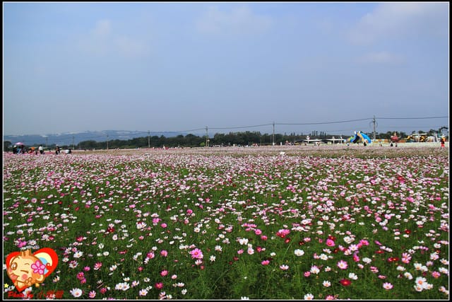 《遊記—台中》2011新社花海v.s台中國際花毯節