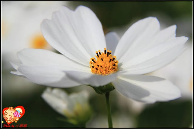 《遊記—台中》2011新社花海v.s台中國際花毯節