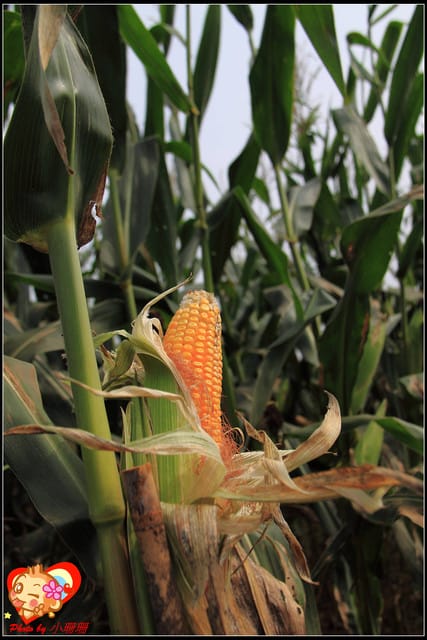 《遊記—台中》2011新社花海v.s台中國際花毯節