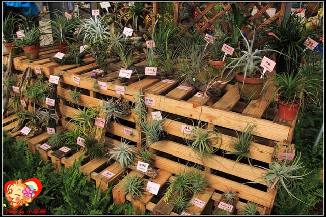 《遊記—台中》2011新社花海v.s台中國際花毯節