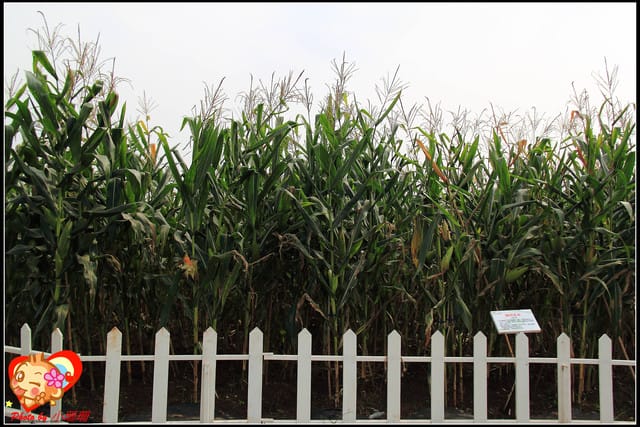 《遊記—台中》2011新社花海v.s台中國際花毯節