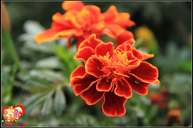 《遊記—台中》2011新社花海v.s台中國際花毯節