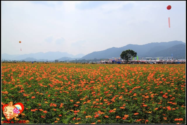 《遊記—台中》2011新社花海v.s台中國際花毯節