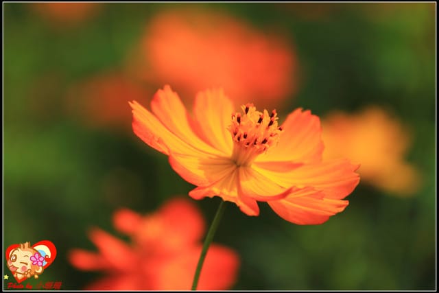 《遊記—台中》2011新社花海v.s台中國際花毯節