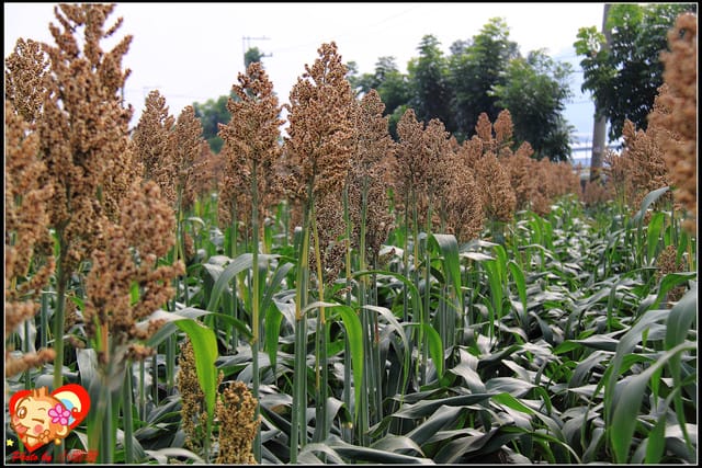 《遊記—台中》2011新社花海v.s台中國際花毯節