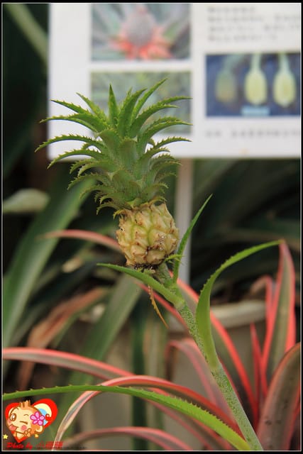 《遊記—台中》2011新社花海v.s台中國際花毯節