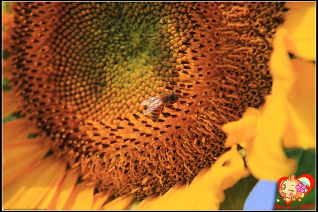 《遊記—台中》2011新社花海v.s台中國際花毯節