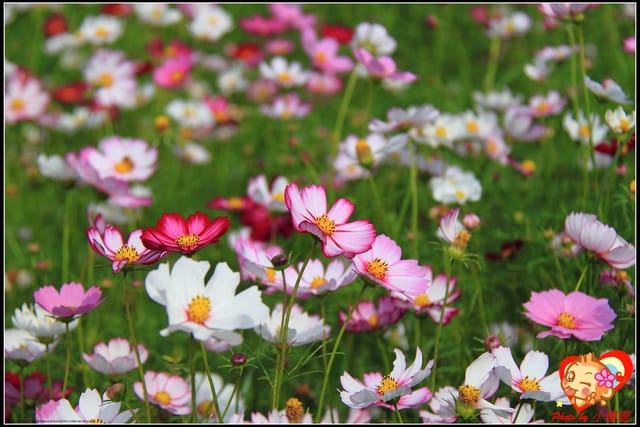 《遊記—台中》2011新社花海v.s台中國際花毯節