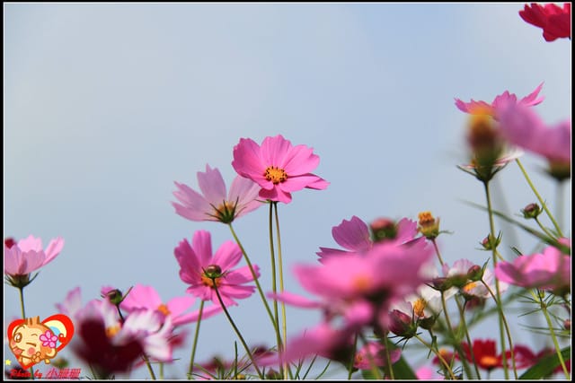 《遊記—台中》2011新社花海v.s台中國際花毯節