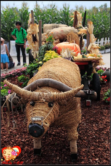 《遊記—台中》2011新社花海v.s台中國際花毯節