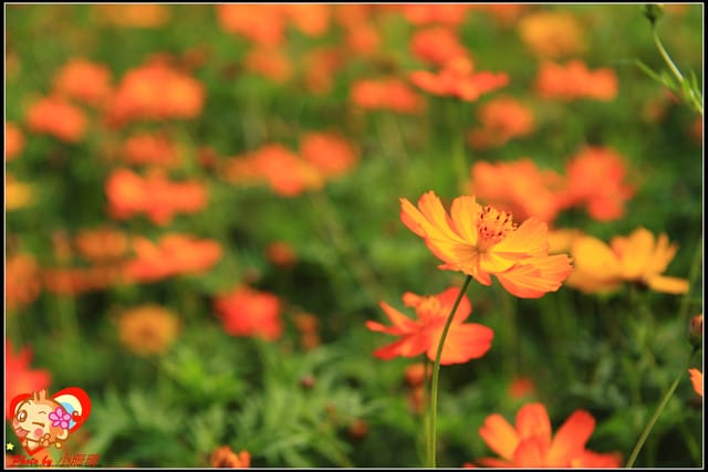 《遊記—台中》2011新社花海v.s台中國際花毯節