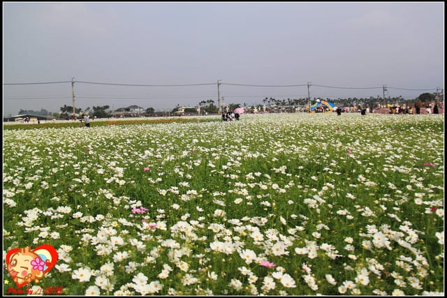 《遊記—台中》2011新社花海v.s台中國際花毯節