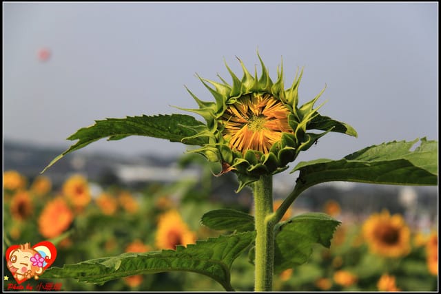 《遊記—台中》2011新社花海v.s台中國際花毯節