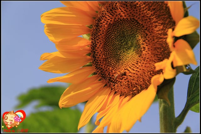 《遊記—台中》2011新社花海v.s台中國際花毯節