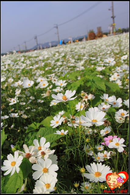 《遊記—台中》2011新社花海v.s台中國際花毯節