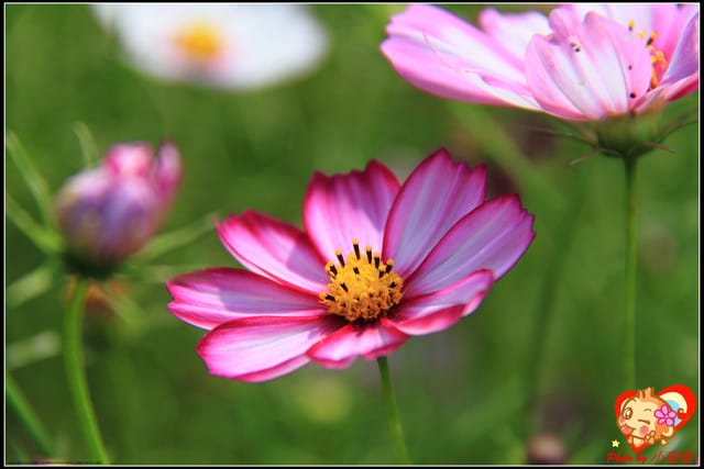 《遊記—台中》2011新社花海v.s台中國際花毯節