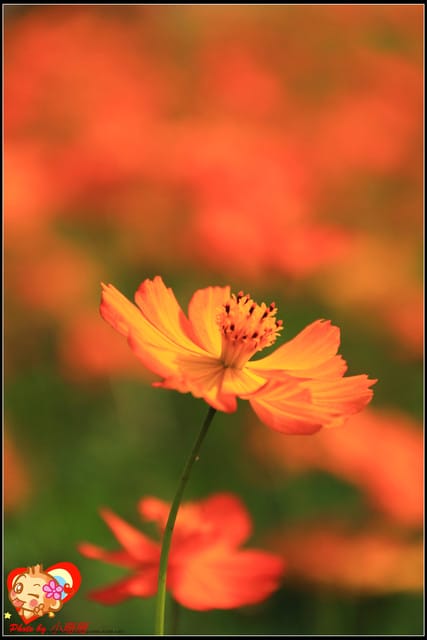 《遊記—台中》2011新社花海v.s台中國際花毯節