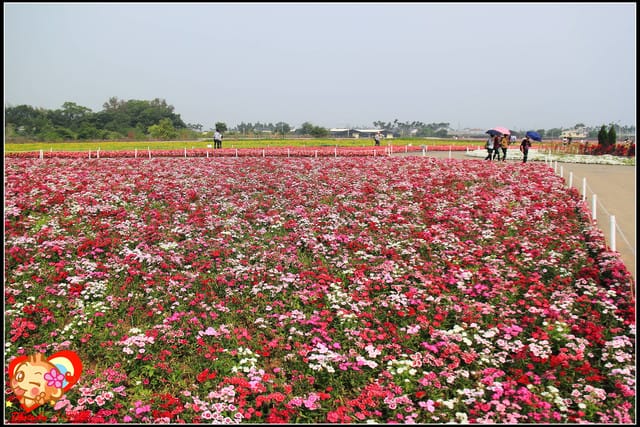 《遊記—台中》2011新社花海v.s台中國際花毯節