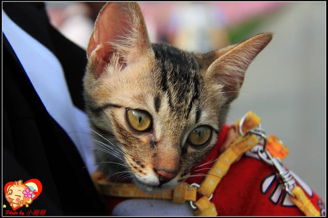 《遊記—台中》2011新社花海v.s台中國際花毯節