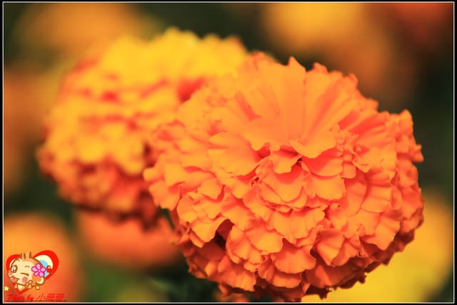 《遊記—台中》2011新社花海v.s台中國際花毯節